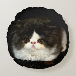 Schattige zwart wit kitten kat ragdoll foto rond kussen
