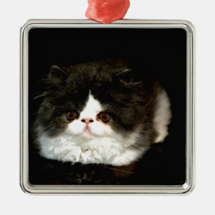 Schattige zwart wit kitten metalen ornament