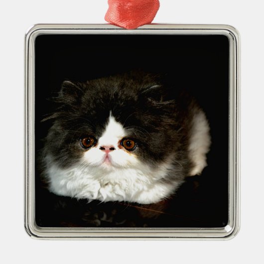 Schattige zwart wit kitten metalen ornament (Voorkant)