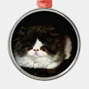 Schattige zwart wit kitten metalen ornament
