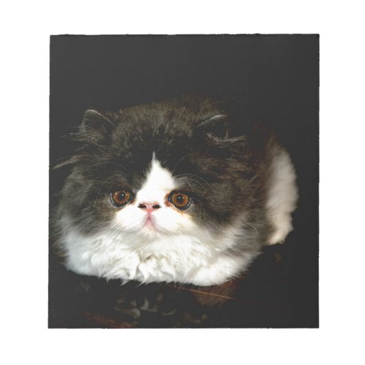 Schattige zwart wit kitten notitieblok (Voorkant)