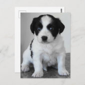 Schattige zwart-witpagina briefkaart (Voorkant / Achterkant)