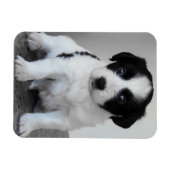 Schattige zwart-witte puppy magneet (Horizontaal)