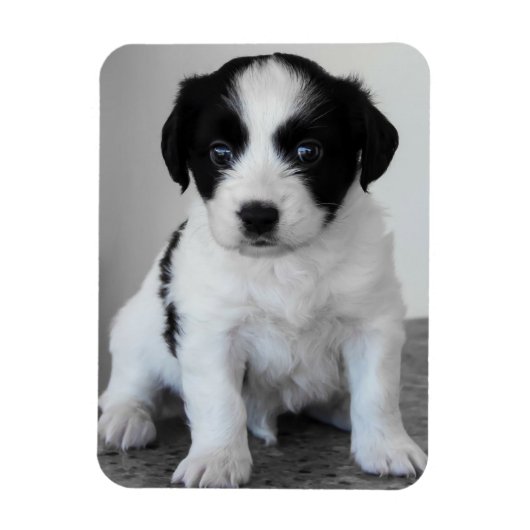Schattige zwart-witte puppy magneet (Verticaal)