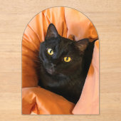 Schattige Zwarte Kat Acryl Uitnodigingen (Voorkant)
