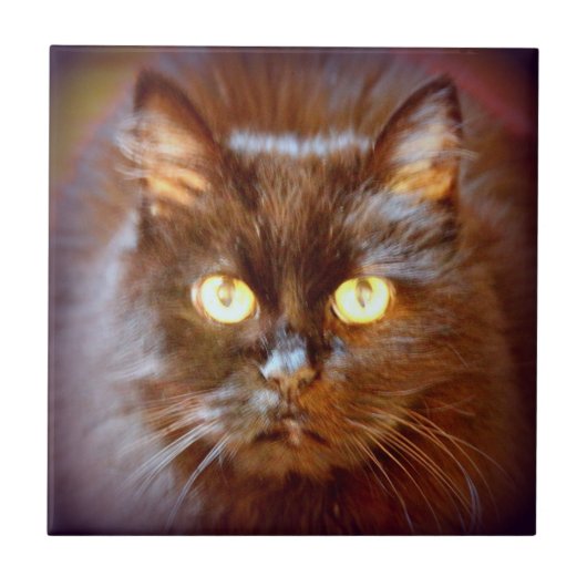 schattige zwarte kat tegeltje (Voorkant)