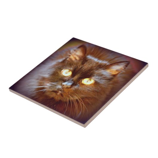 schattige zwarte kat tegeltje (Zijkant)