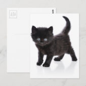 schattige zwarte kitten briefkaart (Voorkant / Achterkant)