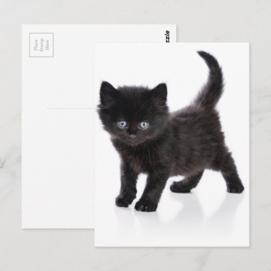 schattige zwarte kitten briefkaart (Voorkant / Achterkant)