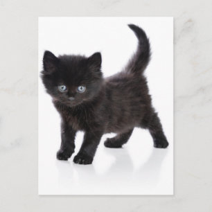 schattige zwarte kitten briefkaart