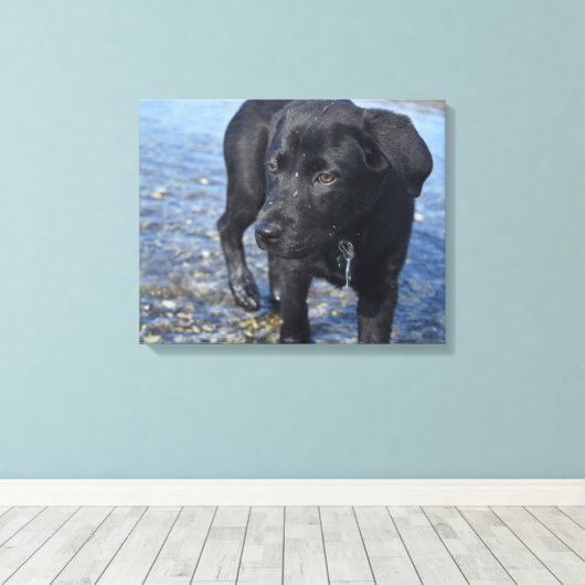 Schattige zwarte lab Puppy Dog Canvas Afdruk (Insitu (Houten vloer))
