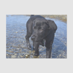 Schattige zwarte lab Puppy Dog Tissuepapier
