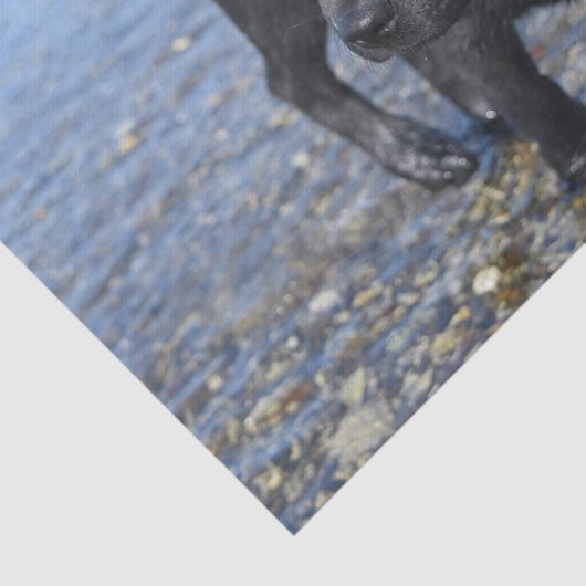 Schattige zwarte lab Puppy Dog Tissuepapier (Detail)