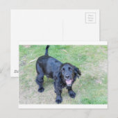 Schattige zwarte puppy briefkaart (Voorkant / Achterkant)