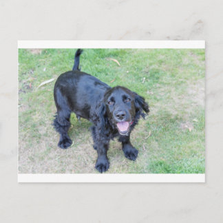 Schattige zwarte puppy briefkaart