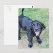 Schattige zwarte puppy briefkaart (Voorkant / Achterkant)