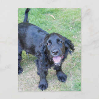 Schattige zwarte puppy briefkaart