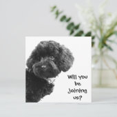 Schattige Zwarte Toy Poodle © Persoonlijke Feest U Kaart (Staand voorkant)