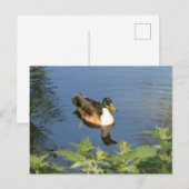 Schattige Zwemeend DIY Briefkaart (Voorkant / Achterkant)