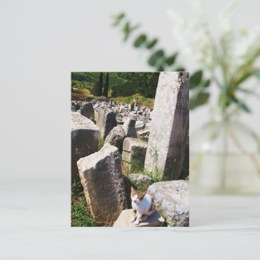 Schattige zwerfkat die leeft in de ruïnes van de E Briefkaart (Staand voorkant)