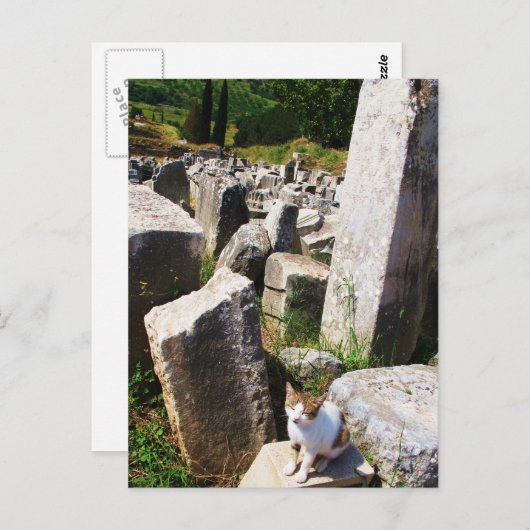 Schattige zwerfkat die leeft in de ruïnes van de E Briefkaart (Voorkant / Achterkant)