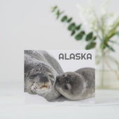 Schattigee Alaska Baby Seal en Mom Briefkaart (Staand voorkant)