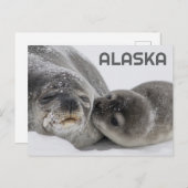 Schattigee Alaska Baby Seal en Mom Briefkaart (Voorkant / Achterkant)