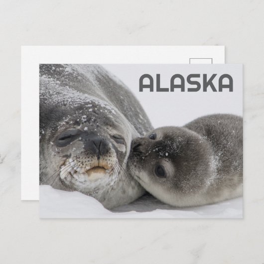 Schattigee Alaska Baby Seal en Mom Briefkaart (Voorkant / Achterkant)