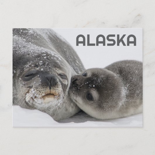 Schattigee Alaska Baby Seal en Mom Briefkaart (Voorkant)