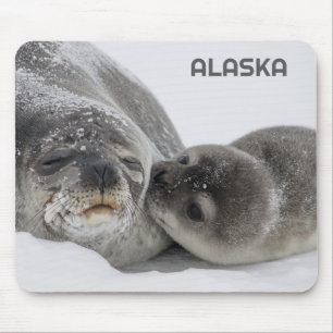 Schattigee Alaska Baby Seal en Mom Muismat