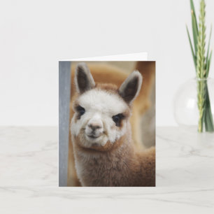 Schattigee Alpaca Note Kaart