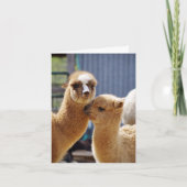 Schattigee Alpacas Note Kaart (Voorkant)