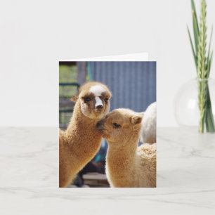 Schattigee Alpacas Note Kaart