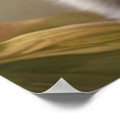 Schattigee Amerikaanse Korthaar Kat met Big Eyes Poster (Hoek)