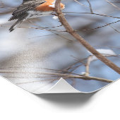 Schattigee Amerikaanse Robin zit op Snowy Branch i Foto Afdruk (Hoek)