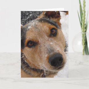 Schattigee Australian Cattle Dog Kerstmis of Feest Feestdagen Kaart