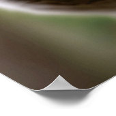 Schattigee Australische Koala Een Vleestaart Eten Poster (Hoek)