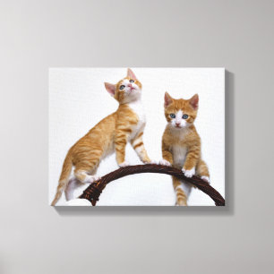 Schattigee Baby Cats Kittens Funny Gym Foto - Verp Canvas Afdruk