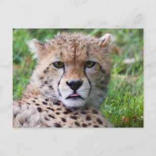 Schattigee Baby Cheetah Close Up Face Briefkaart