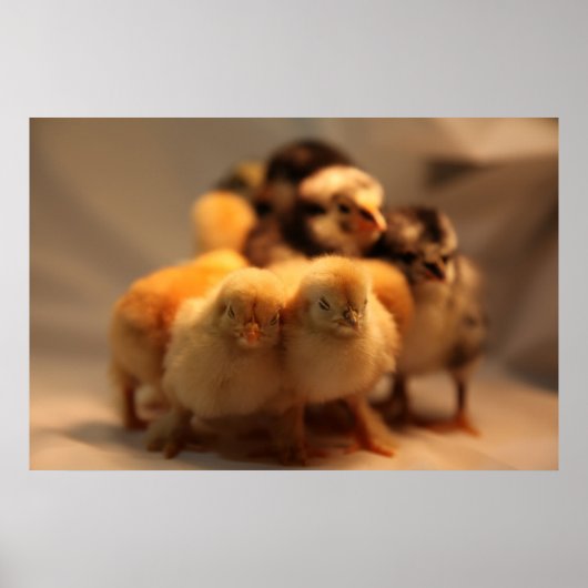 Schattigee Baby Chicks Poster (Voorkant)