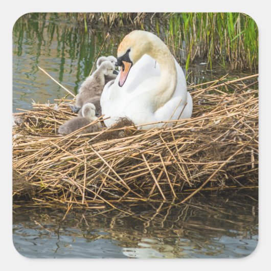 Schattigee baby cygnets met moeder zwaan vierkante sticker (Voorkant)