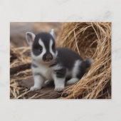 Schattigee Baby Dieren, Postcrossing Briefkaart (Voorkant)