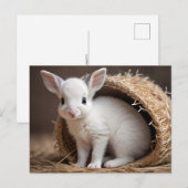Schattigee Baby Dieren, Postcrossing Briefkaart (Voorkant / Achterkant)