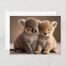 Schattigee Baby Dieren, Postcrossing
