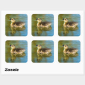 Schattigee baby eendje reflectie in water foto vierkante sticker (Vel)