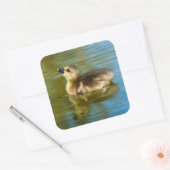 Schattigee baby eendje reflectie in water foto vierkante sticker (Envelop)