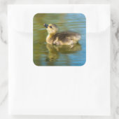 Schattigee baby eendje reflectie in water foto vierkante sticker (Tas)