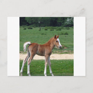 Schattigee Baby Foal Destiny Gifts Springtime Scha Briefkaart