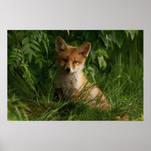 Schattigee Baby Fox in een groen bos Poster