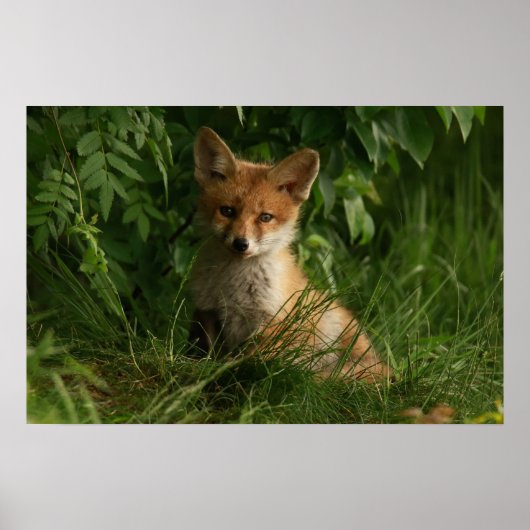 Schattigee Baby Fox in een groen bos Poster (Voorkant)